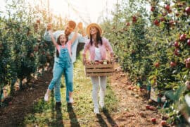 Fruit Picking in Allen Texas