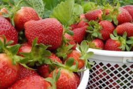 Fruit Picking in Alpharetta Georgia