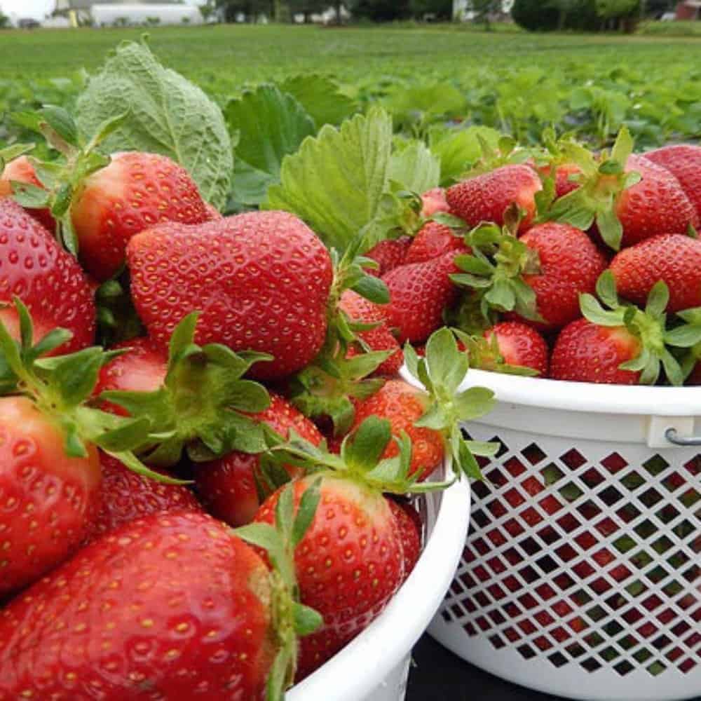 Fruit Picking in Alpharetta Georgia