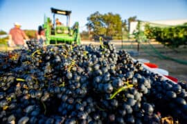 Fruit Picking in Amarillo Texas