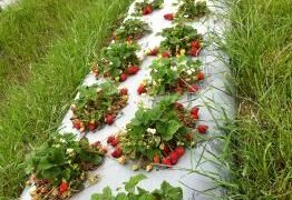 Fruit Picking in Arlington Texas