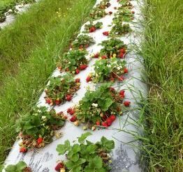 Fruit Picking in Arlington Texas