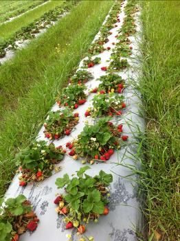 Fruit Picking in Arlington Texas