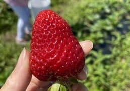 Fruit Picking in Auburn Washington