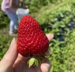 Fruit Picking in Auburn Washington