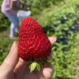 Fruit Picking in Auburn Washington