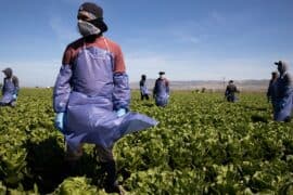 Fruit Picking in Bakersfield California