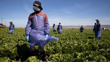 Fruit Picking in Bakersfield California