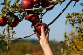 Fruit Picking in Bellflower California