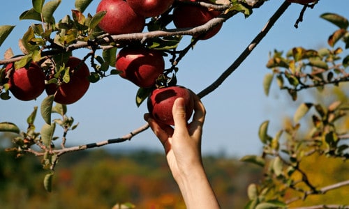 Fruit Picking in Bellflower California