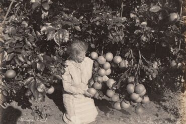 Fruit Picking in Brownsville Texas