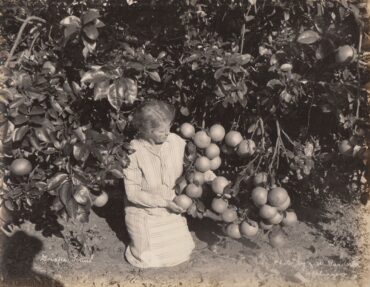 Fruit Picking in Brownsville Texas