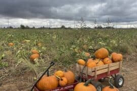 Fruit Picking in Carmichael California