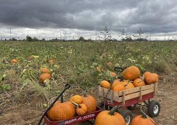 Fruit Picking in Carmichael California