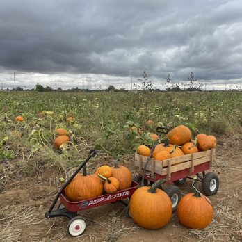 Fruit Picking in Carmichael California