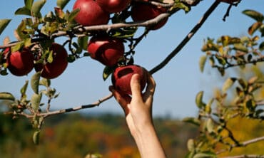 Fruit Picking in Carson California