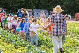 Fruit Picking in Cedar Park Texas