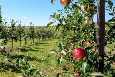 Fruit Picking in Central and Western Hong Kong Island