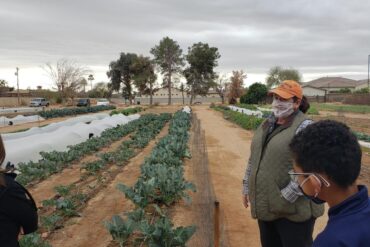 Fruit Picking in Chandler Arizona