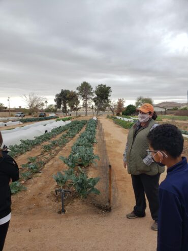 Fruit Picking in Chandler Arizona