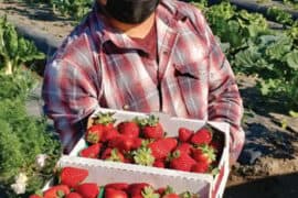 Fruit Picking in Chino California