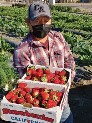 Fruit Picking in Chino California