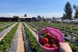 Fruit Picking in Clovis California