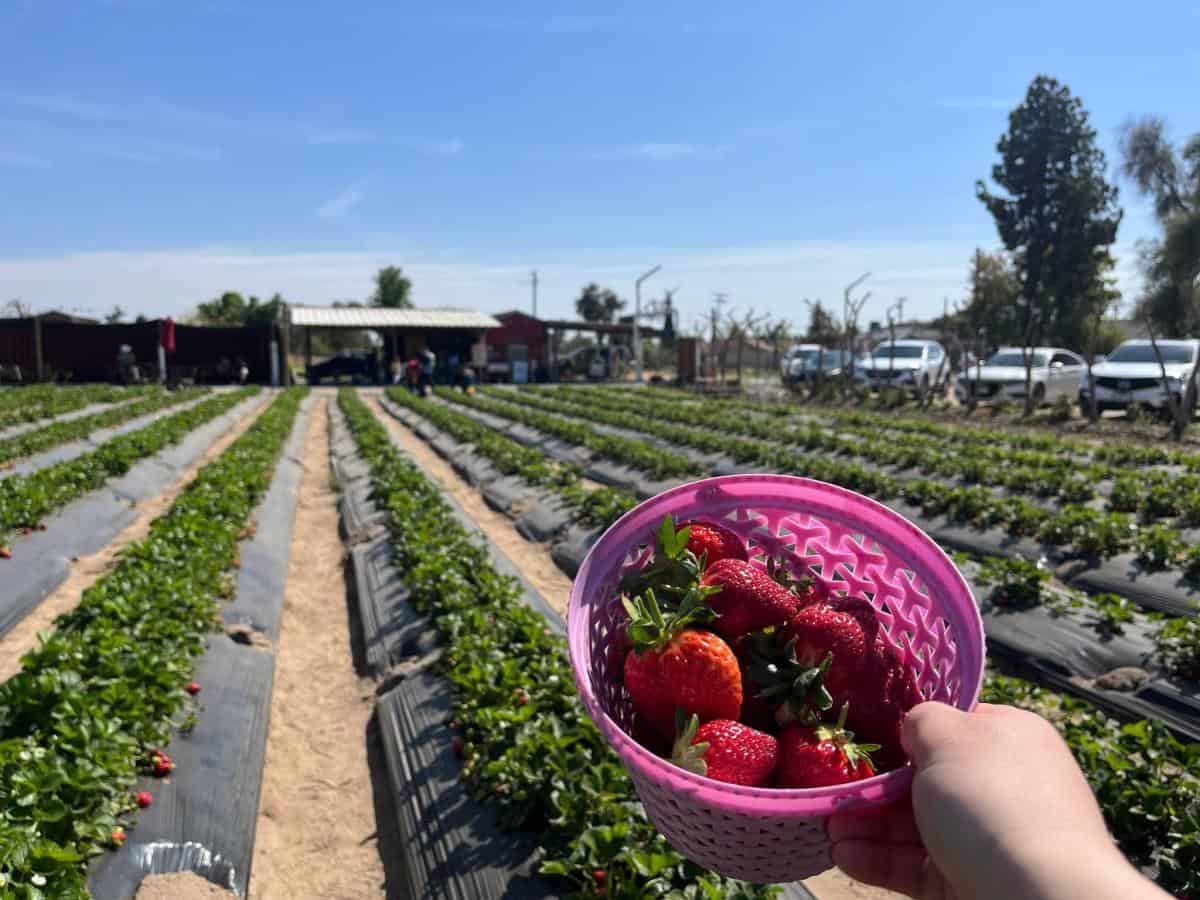 Fruit Picking in Clovis California