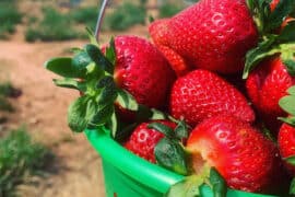 Fruit Picking in Columbus Georgia