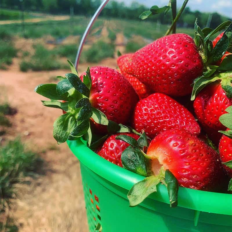 Fruit Picking in Columbus Georgia