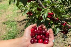 Fruit Picking in Concord California