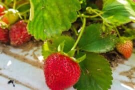 Fruit Picking in Dallas Texas