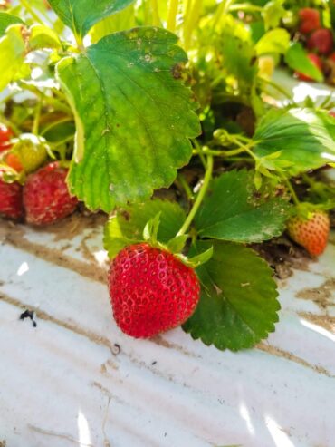 Fruit Picking in Dallas Texas