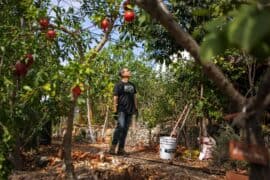 Fruit Picking in East Los Angeles California