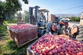 Fruit Picking in Eastern Hong Kong Island