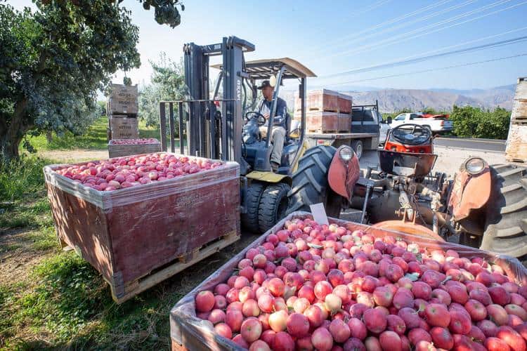 Fruit Picking in Eastern Hong Kong Island