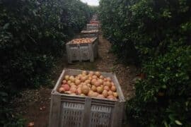 Fruit Picking in Edinburg Texas