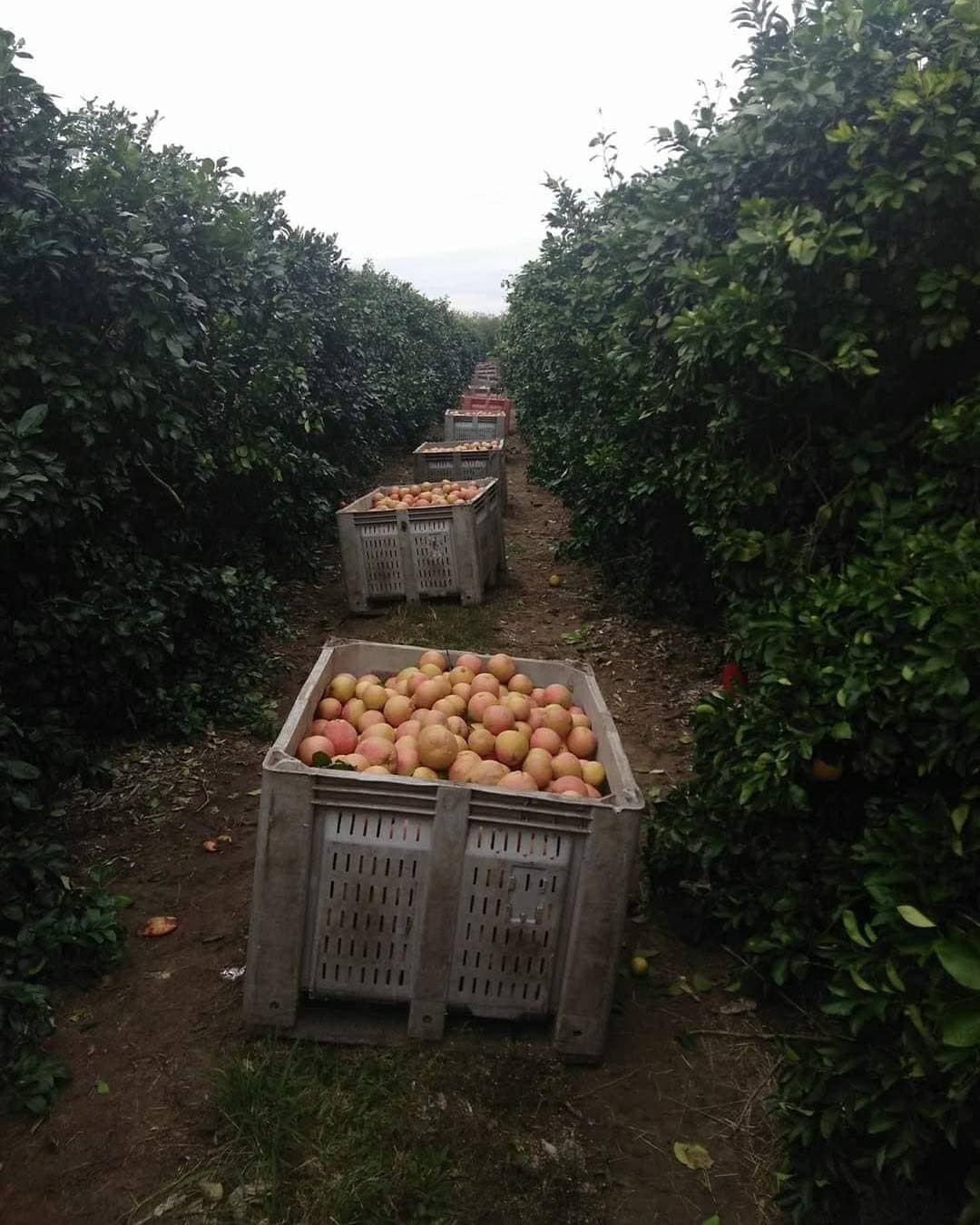 Fruit Picking in Edinburg Texas