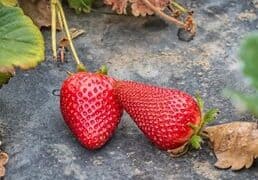 Fruit Picking in El Monte California