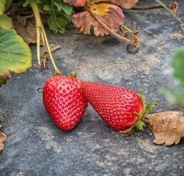 Fruit Picking in El Monte California