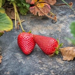 Fruit Picking in El Monte California