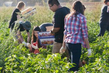 Fruit Picking in Folsom California