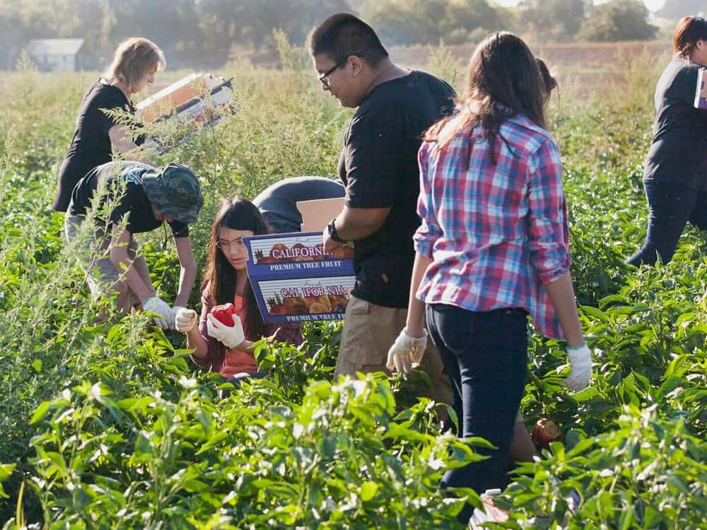 Fruit Picking in Folsom California