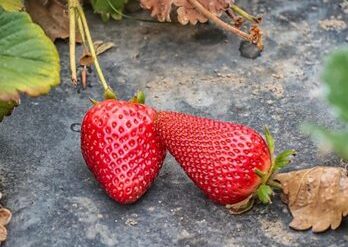 Fruit Picking in Fontana California