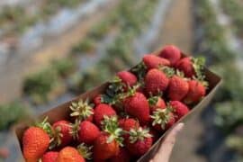 Fruit Picking in Fremont California