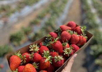 Fruit Picking in Fremont California