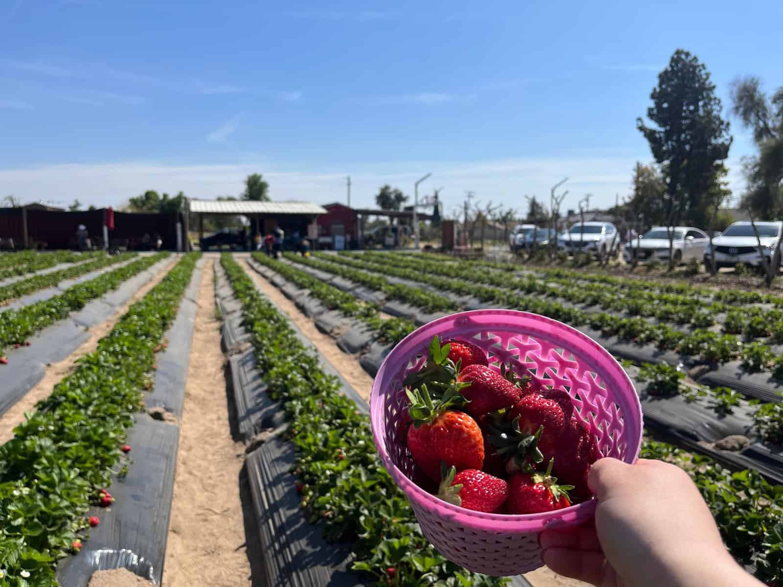 Fruit Picking in Fresno California