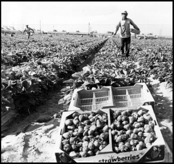 Fruit Picking in Garden Grove California