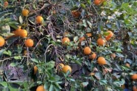 Fruit Picking in Glendale Arizona