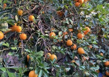 Fruit Picking in Glendale Arizona